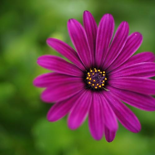 Magenta flower with black center, green stigma and style, yellow anthers and purple filaments.