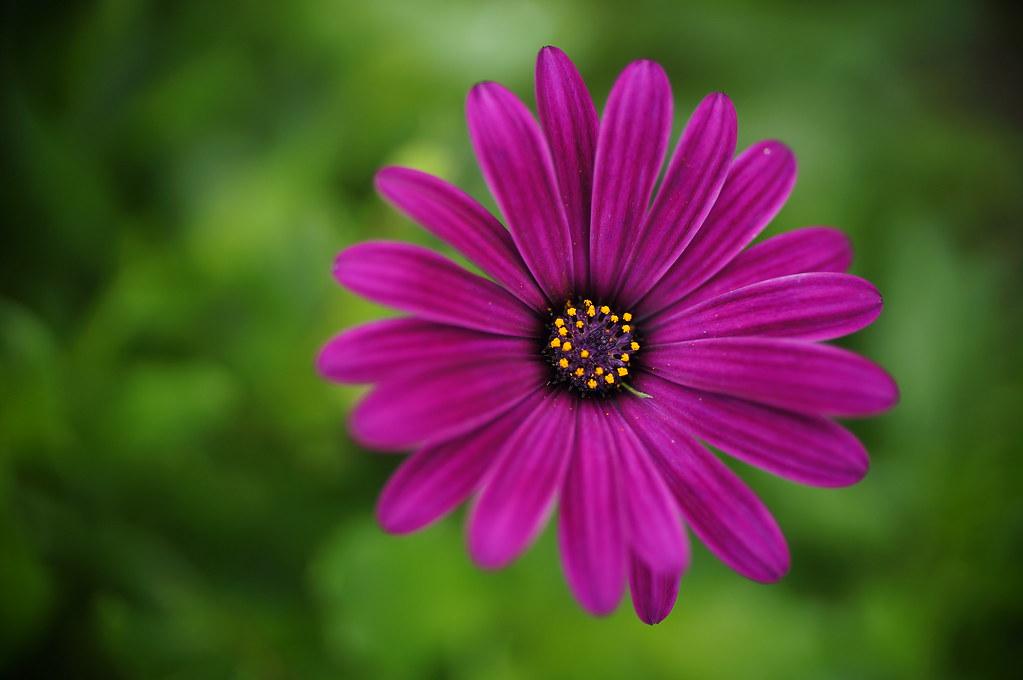 Magenta flower with black center,  green stigma and style, yellow anthers and purple filaments.