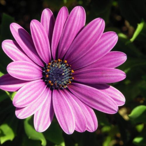 Magenta-white flower with dark-violet center, orange anthers and green leaves