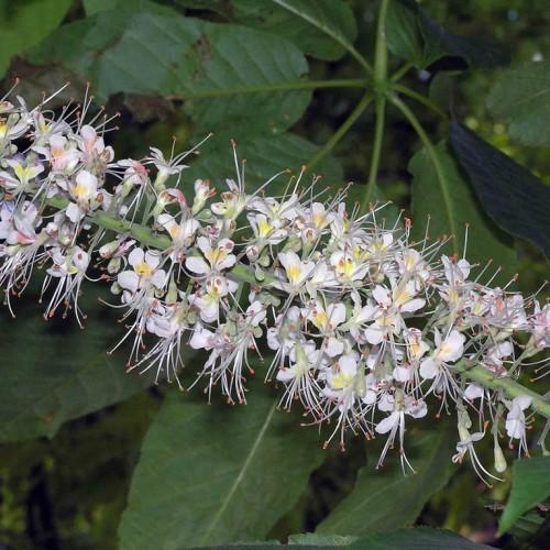 Spikes of white-yellow flowers on green stems and green leaves in spring