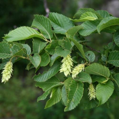 elliptic-shaped, shiny, dark-green leaves with serrated margins, gray-woody stems, and small, creamy flowers clustered together in dense spikes