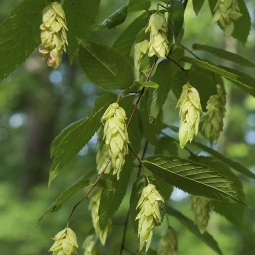 Lime flowers with green leaves, yellow midrib, petiole and veins, and brown stems.