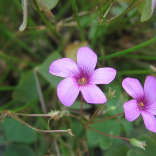 purple, star-shaped flowers with dark-purple veins, violet-green stems, and yellow stamens