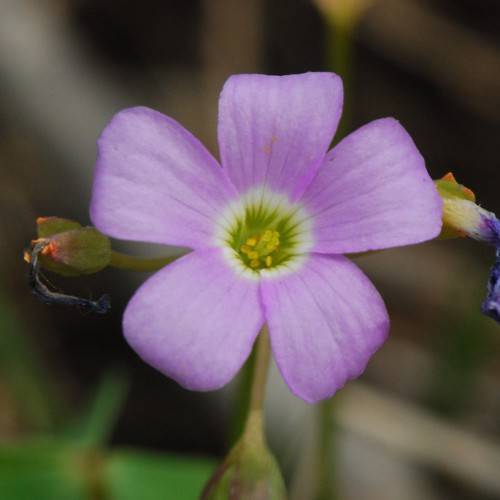 smooth, purple flower with white circle, and yellow stamens