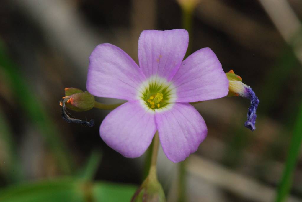 smooth, purple flower with white circle, and yellow stamens