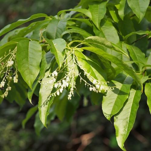 Off-white flowers with lime-white buds, yellow stems and petiole, green leaves, yellow midrib and veins.