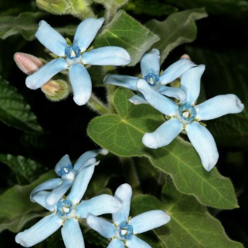 Light-blue flowers with blue-white center, green leaves, white hair, pink-white buds, yellow midrib, veins and blades, lime petiole