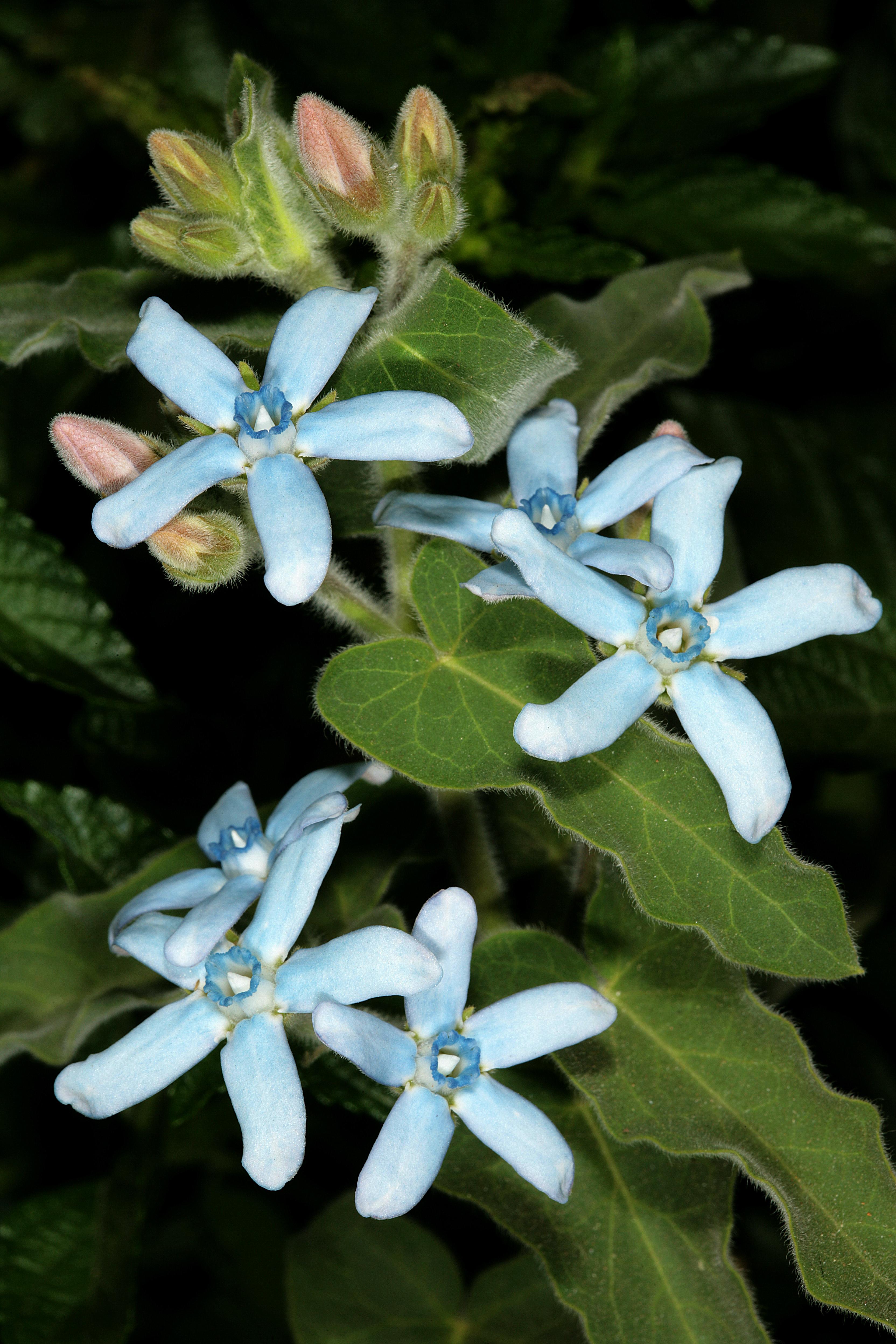 Light-blue flowers with blue-white center,  green leaves, white hair, pink-white buds, yellow midrib, veins and blades, lime petiole 