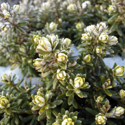 clusters of creamy-pale, small, dense flowers with feathery, green, small leaves