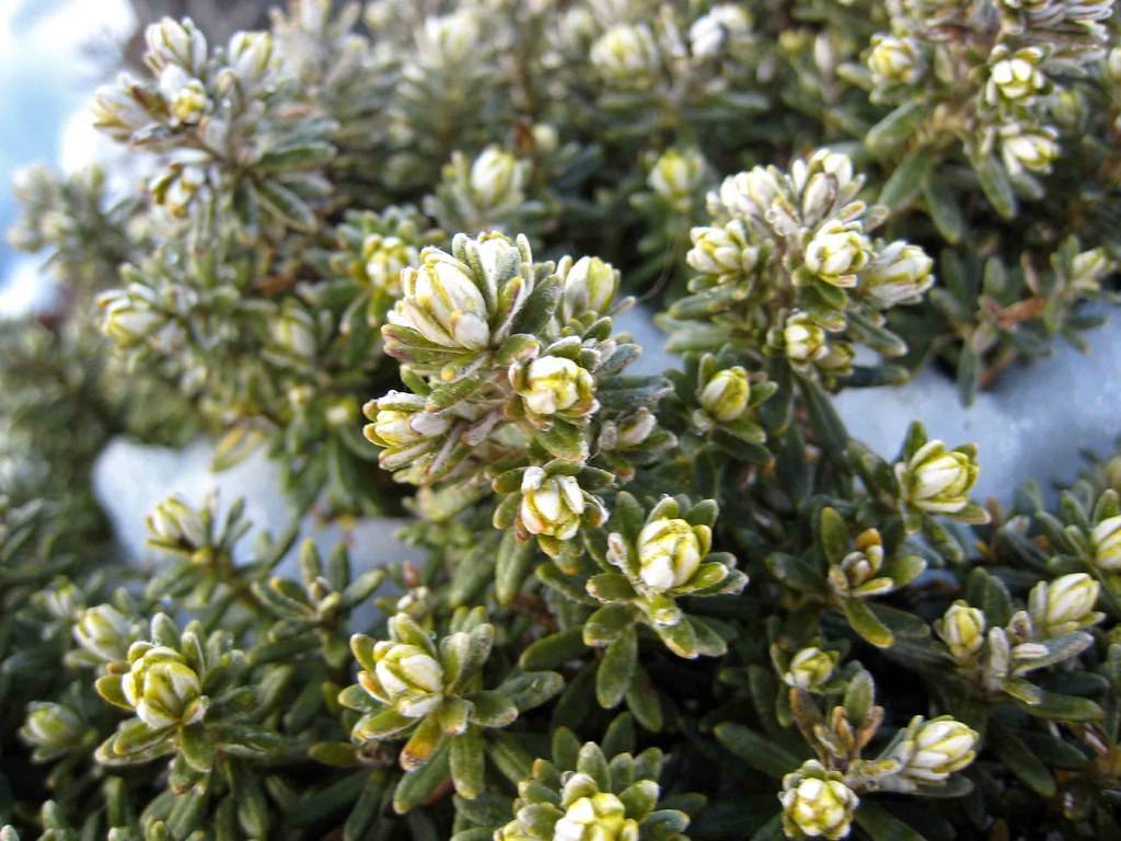 clusters of creamy-pale, small, dense flowers with feathery, green, small leaves