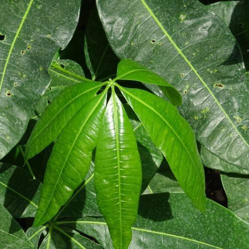 lanceolate, green shiny leaves with green midribs