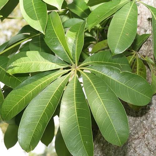 oblanceolate, green shiny leaves with creamy-pale midribs