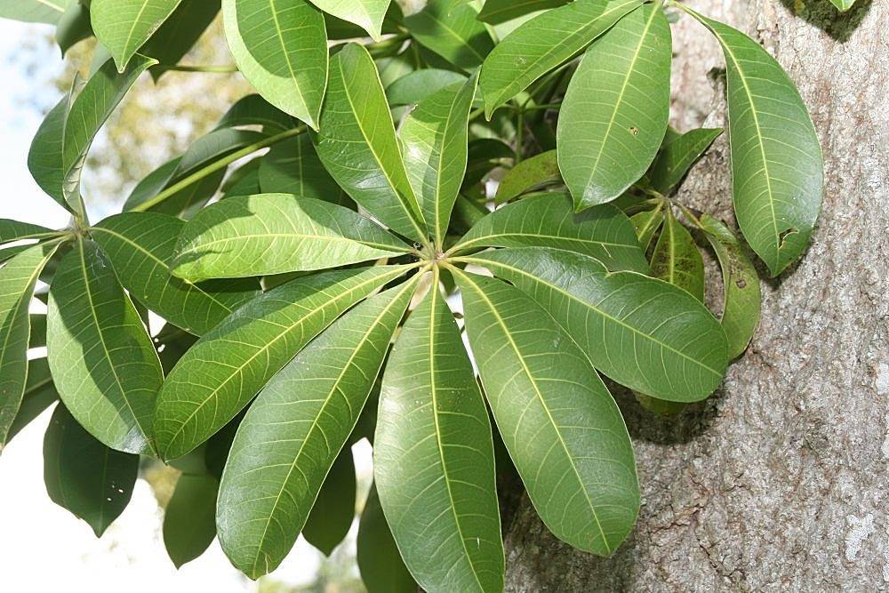 oblanceolate, green shiny leaves with creamy-pale midribs