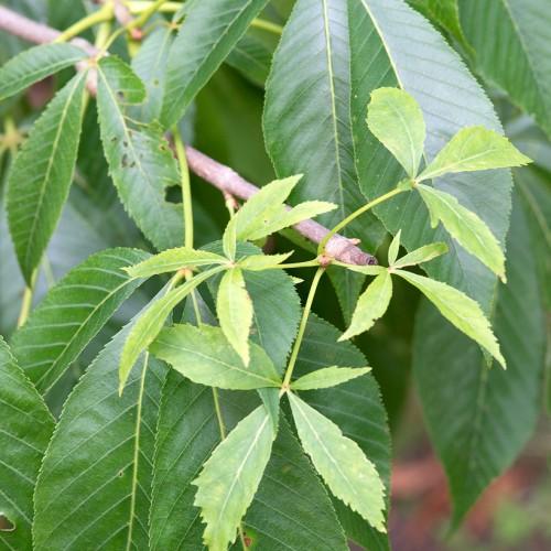 Smooth brown twig full of green leaves and green petiole.
