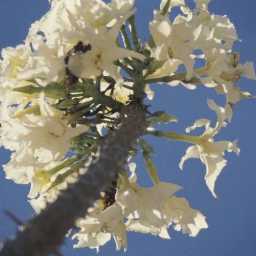 cluster of tubular, white flowers with creamy-green petioles, and rough, gray stem