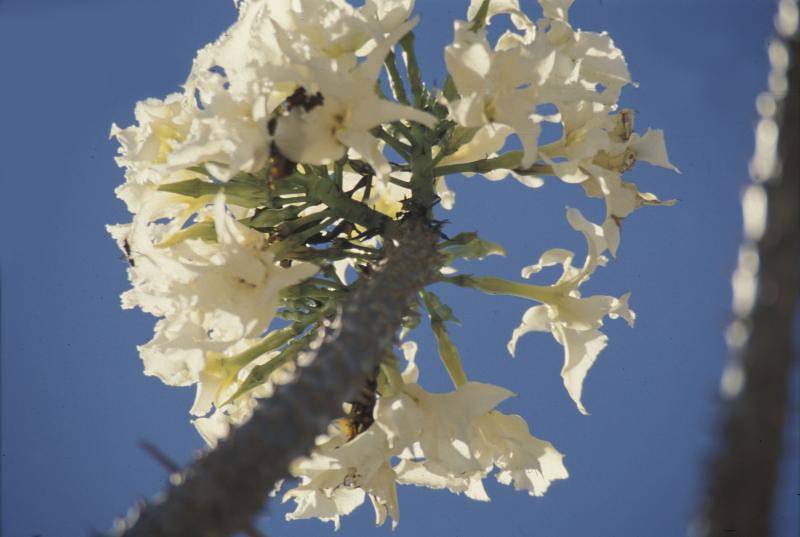 cluster of tubular, white flowers with creamy-green petioles, and rough, gray stem