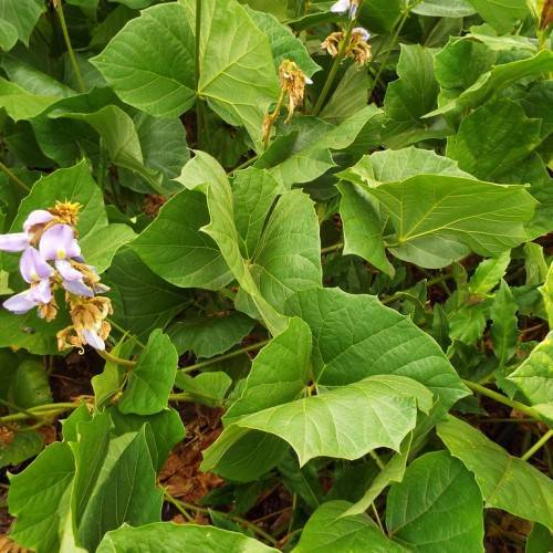 cluster of purple flowers with green stems, and green, large, heart-shaped leaves
