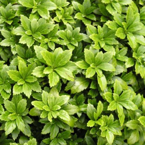 shiny, olive-green, ovate leaves