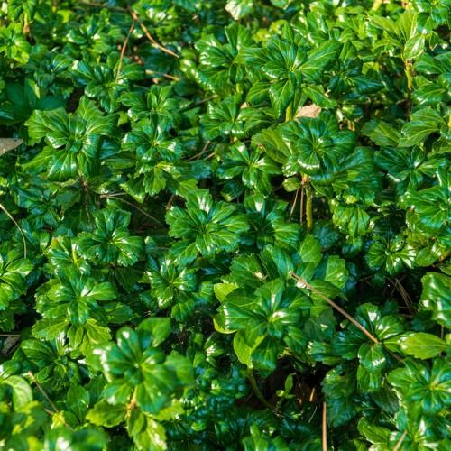 shiny, green, ovate-shaped leaves with green, fleshy stems