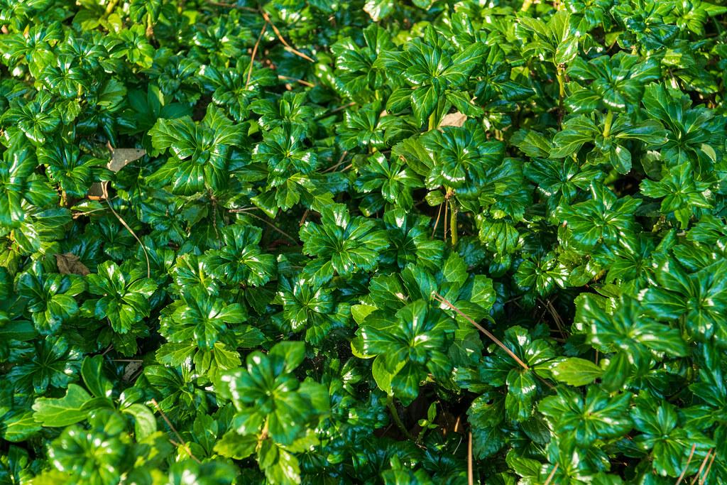 shiny, green, ovate-shaped leaves with green, fleshy stems