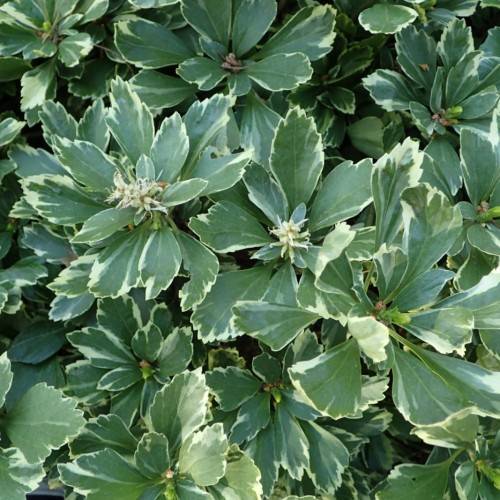 glossy, oval-shaped, dark-green leaves with creamy-white margins, and clusters of tubular-shaped, creamy-white, small flowers 