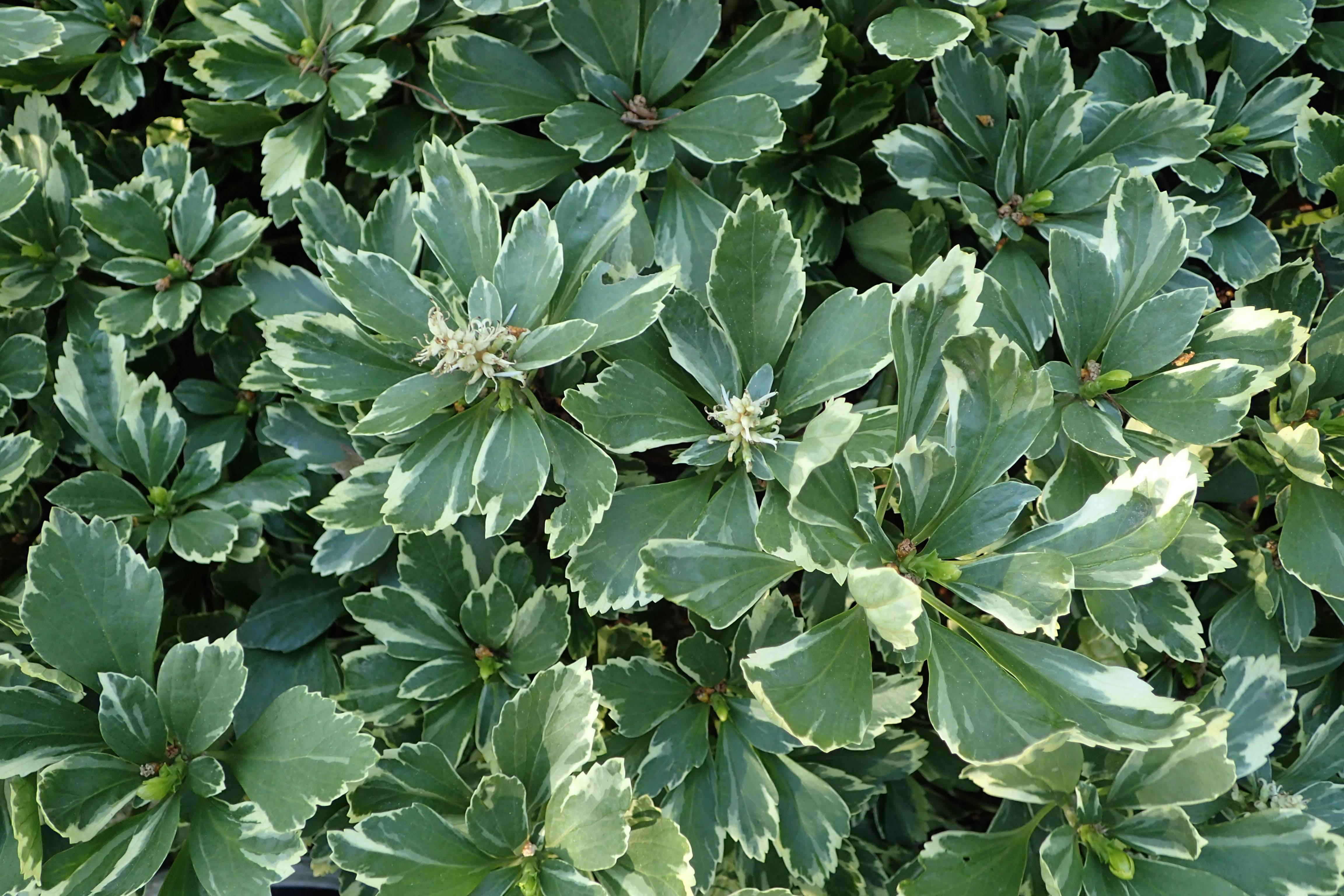 glossy, oval-shaped, dark-green leaves with creamy-white margins, and clusters of tubular-shaped, creamy-white, small flowers 