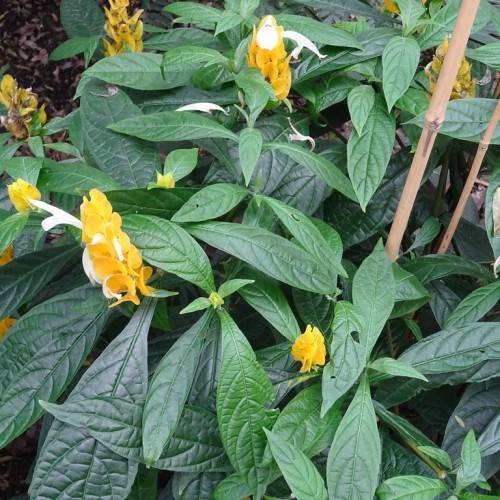 long, cylindrical, orange, upright bracts with blue-green, large, shiny, oblanceolate leaves