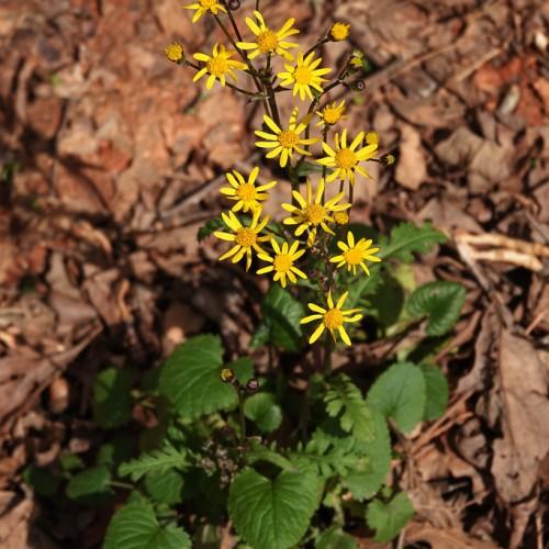 Yellow flower with orange center, yellow-brown buds, brown stems and green leaves