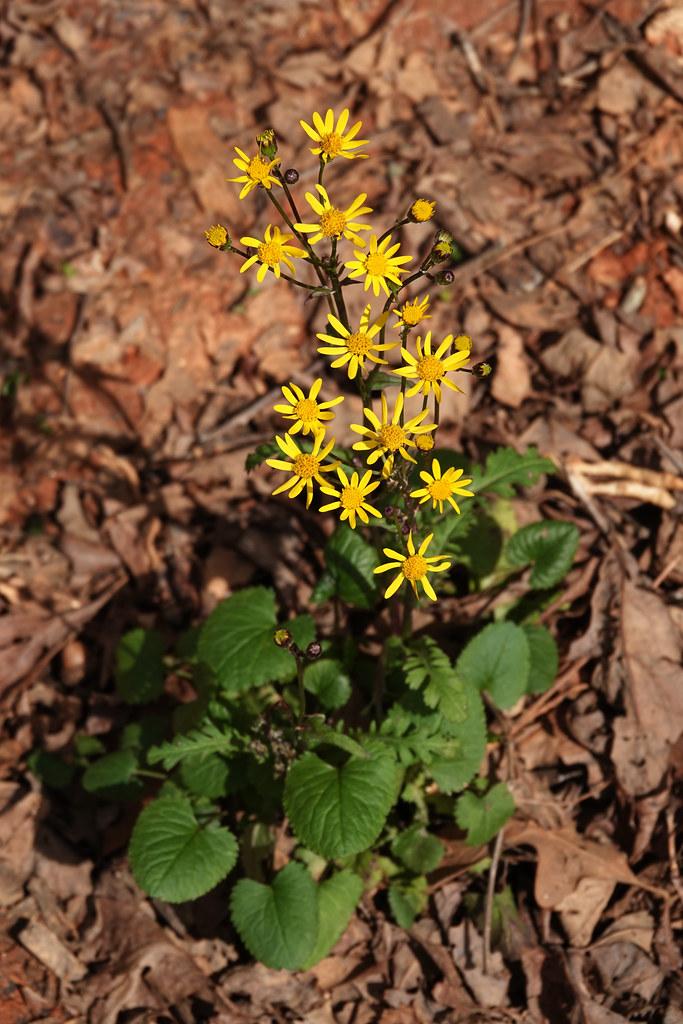 Yellow flower with orange center, yellow-brown buds, brown stems and green leaves