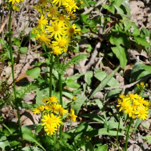 Yellow flower with orange center and anthers yellow-green buds, green and leaves
