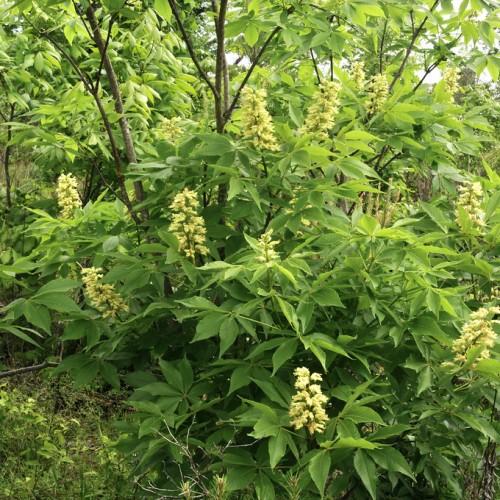 Quite a few brown-gray branches, green leaves and yellow-colored blooms and brown trunk.
