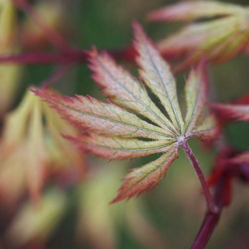 Deep red-green-yellow leaves on burgundy stems.