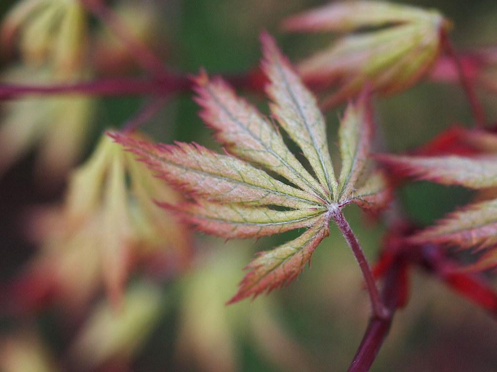 Deep red-green-yellow leaves on burgundy stems.