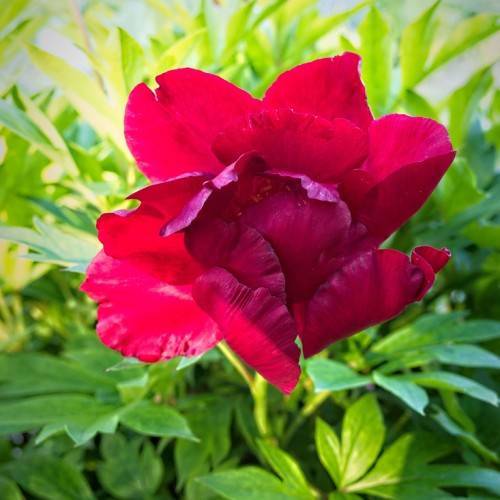 reddish-pink, glossy flower with yellow-green, shiny leaves