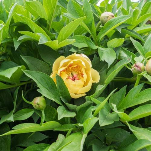 multi-layered, yellow, shiny flowers with yellow stamens and green, palmate, shiny leaves