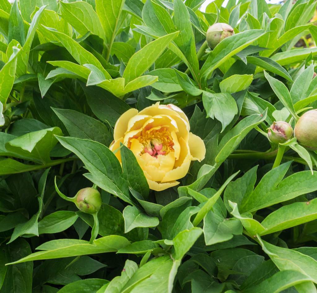  multi-layered, yellow, shiny flowers with yellow stamens and green, palmate, shiny leaves