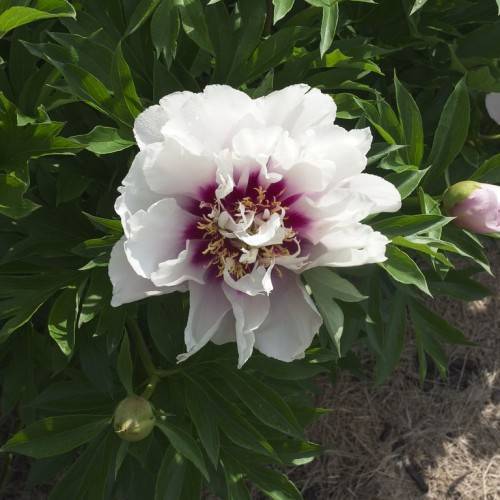 multi-layered, whitish-purple flowers with violet central tints, creamy stamens, dark-green, palmate, shiny leaves, and green buds