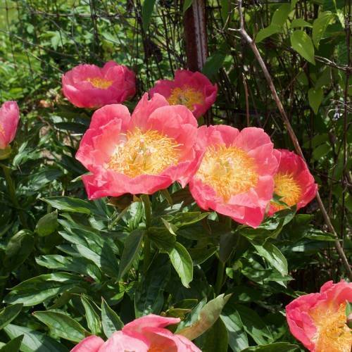 pink flower with yellow stamens, green stem, and small, green, shiny, lanceolate leaves