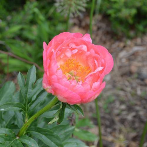 cup-shaped, multi-layered, pink flower with yellow stamens, green stem, and small, green, shiny leaves