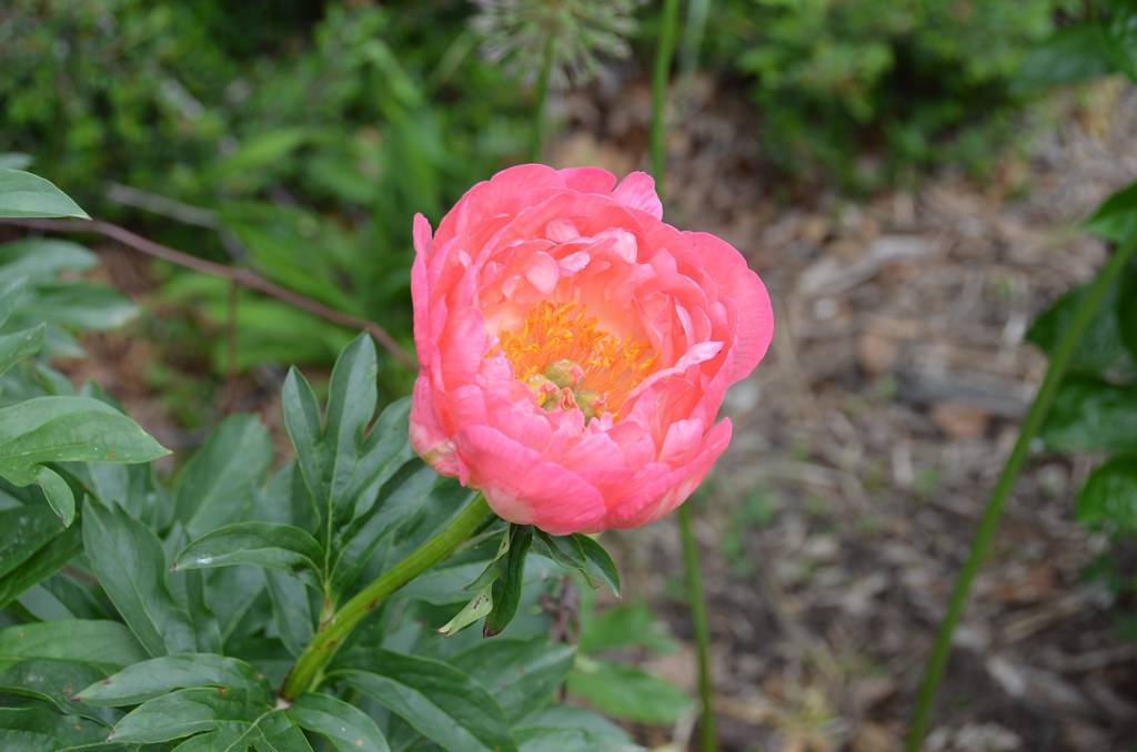 cup-shaped, multi-layered, pink flower with yellow stamens, green stem, and small, green, shiny leaves