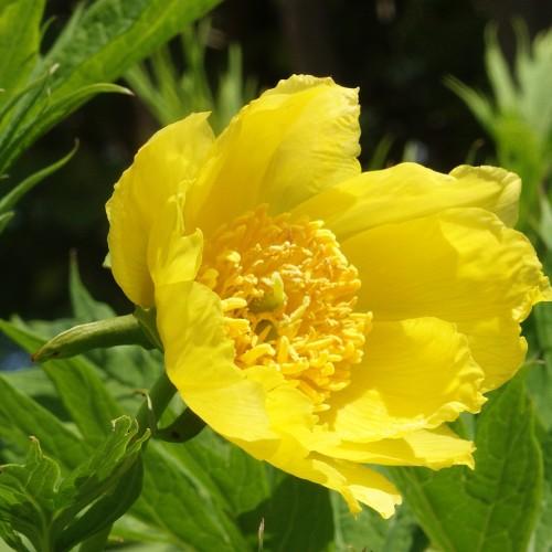 Yellow flower and stamen, lime-yellow stigma, green sepals, stems and  leaves, yellow midrib and veins.