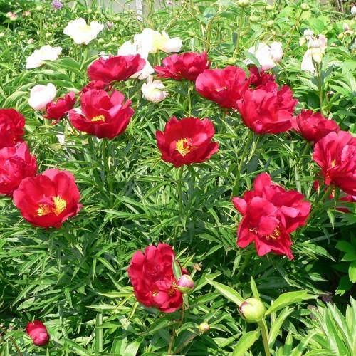 glossy, red, cup-like flowers with yellow stamens, small, green, shiny, spear-like leaves with green stems