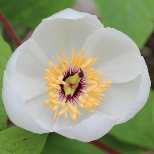 white, saucer-like, shiny flower with creamy-pale anthers and burgundy filaments