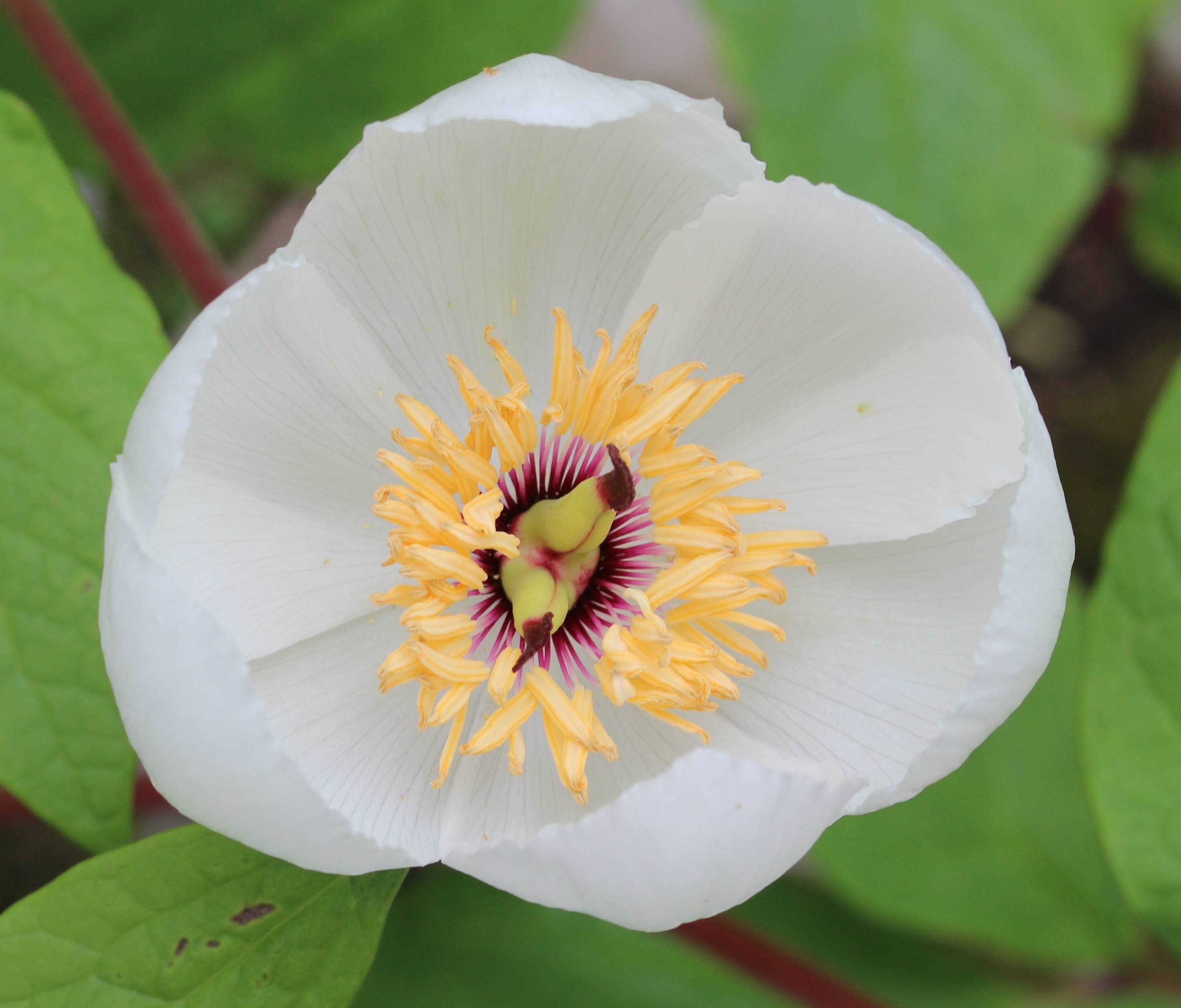 white, saucer-like, shiny flower with creamy-pale anthers and burgundy filaments