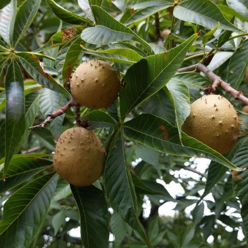 light-brown fruits with green leaves and brown branches