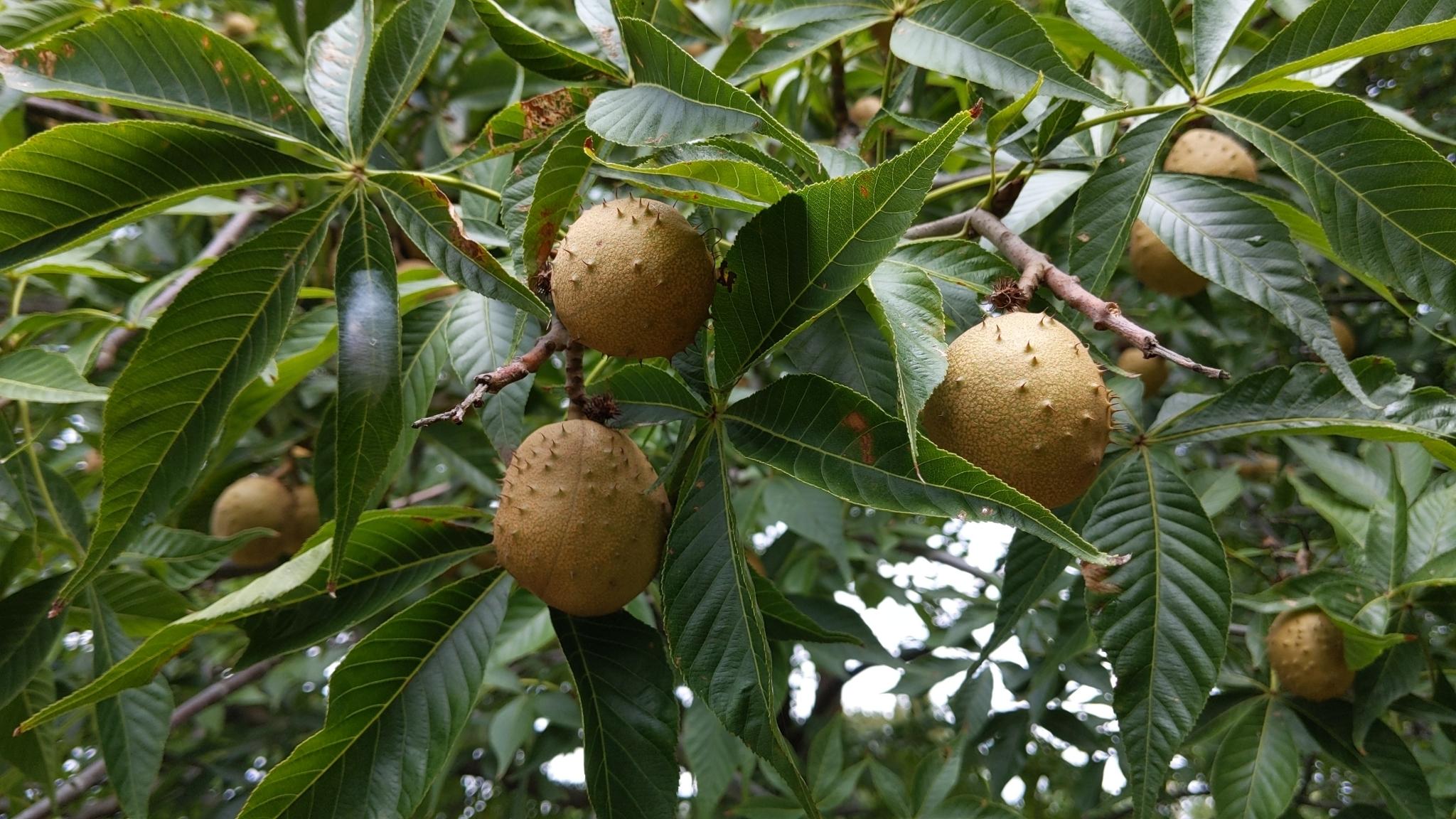 light-brown fruits with green leaves and brown branches