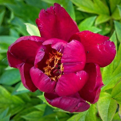reddish-pink, glossy flower with yellow anthers and yellow-green leaves