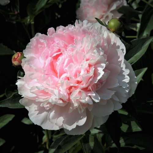 Light-pink flowers with green buds and leaves