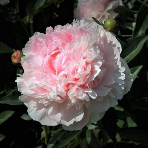 baby-pink, dense, ruffled flower with dark-green leaves