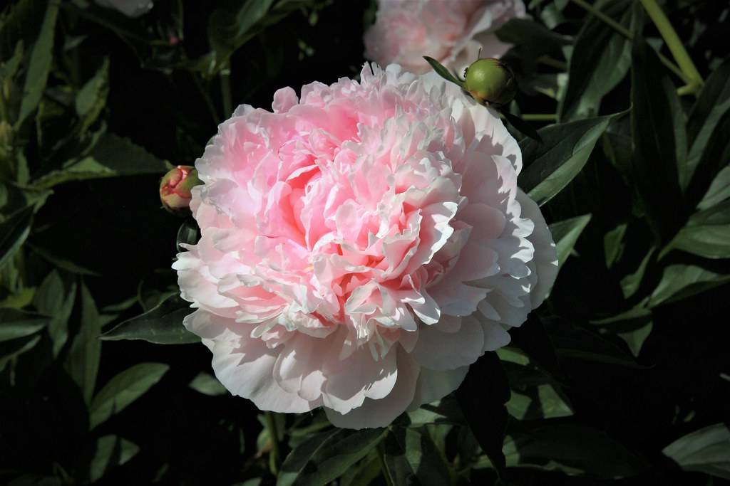 baby-pink, dense, ruffled flower with dark-green leaves